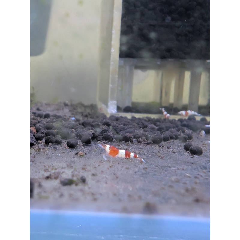 30 Red crystal shrimp