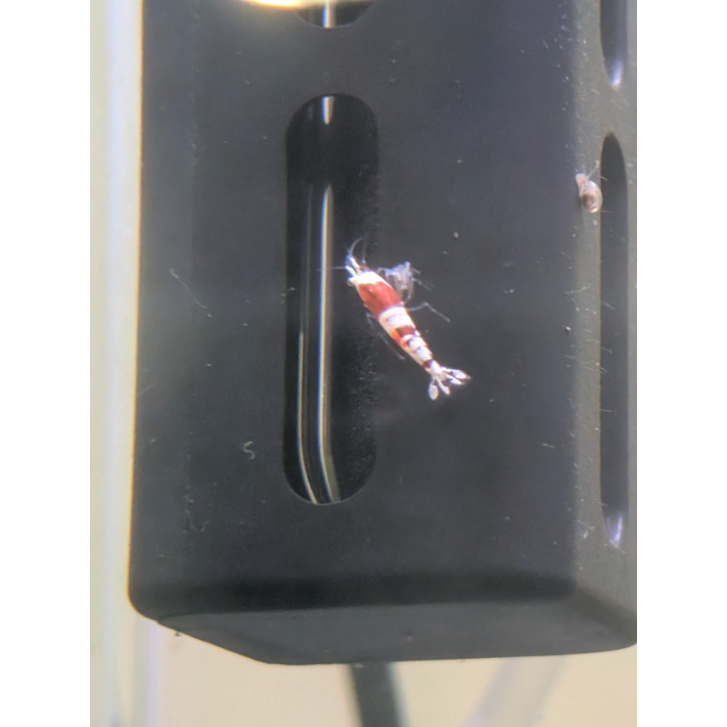 30 Red crystal shrimp