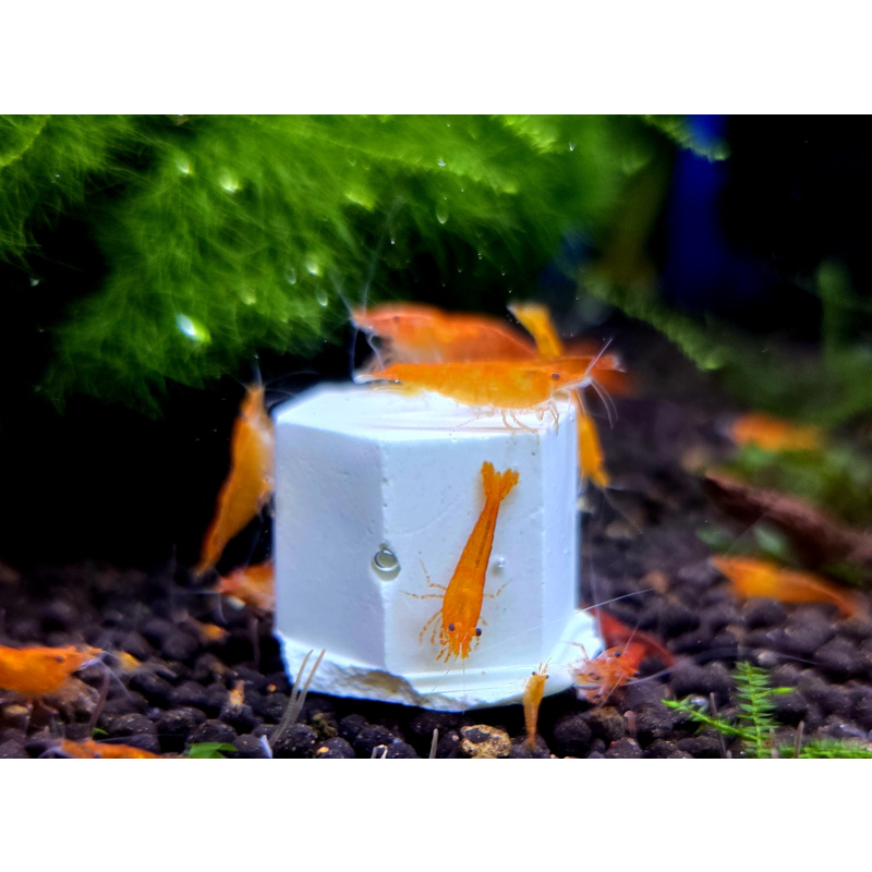 5 x larger Shrimp mineral blocks