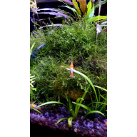 10+1 orange rili neocaridina shrimp