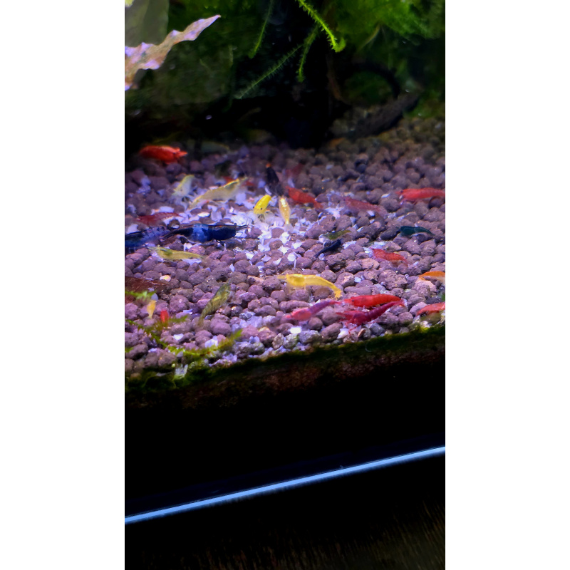 20+2 mix skittles neocaridina shrimp