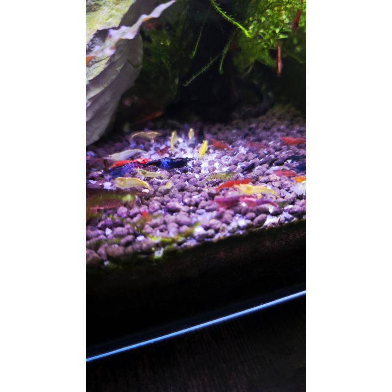 20+2 mix skittles neocaridina shrimp
