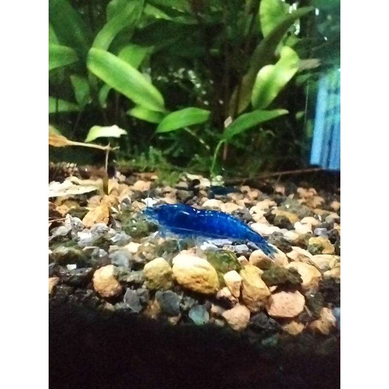 10x + 2 free DOA Blue Dreams + Free Moss