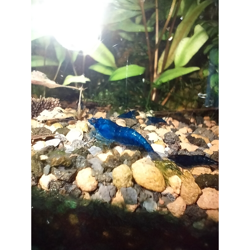 10x + 2 free DOA Blue Dreams + Free Moss