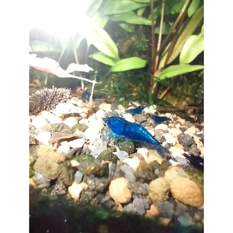 10x + 2 free DOA Blue Dreams + Free Moss