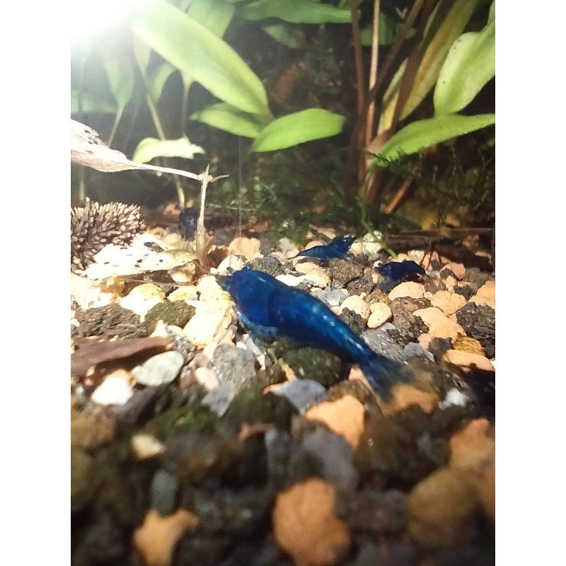 10x + 2 free DOA Blue Dreams + Free Moss