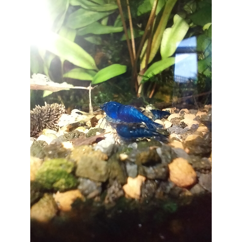 10x + 2 free DOA Blue Velvets + Free Moss