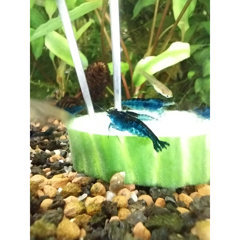 10x + 2 free DOA Blue Velvets + Free Moss