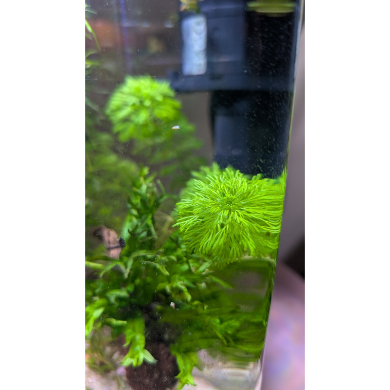 6x Limnophilia Sessiflora Stems