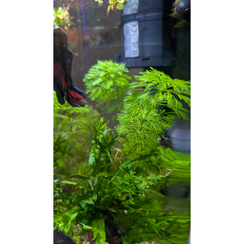 6x Limnophilia Sessiflora Stems