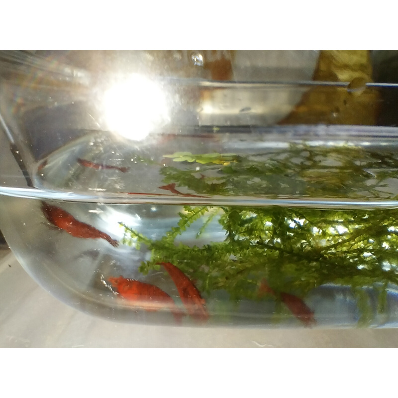 10x + 2 free DOA Red Cherry Shrimp+ Free Moss
