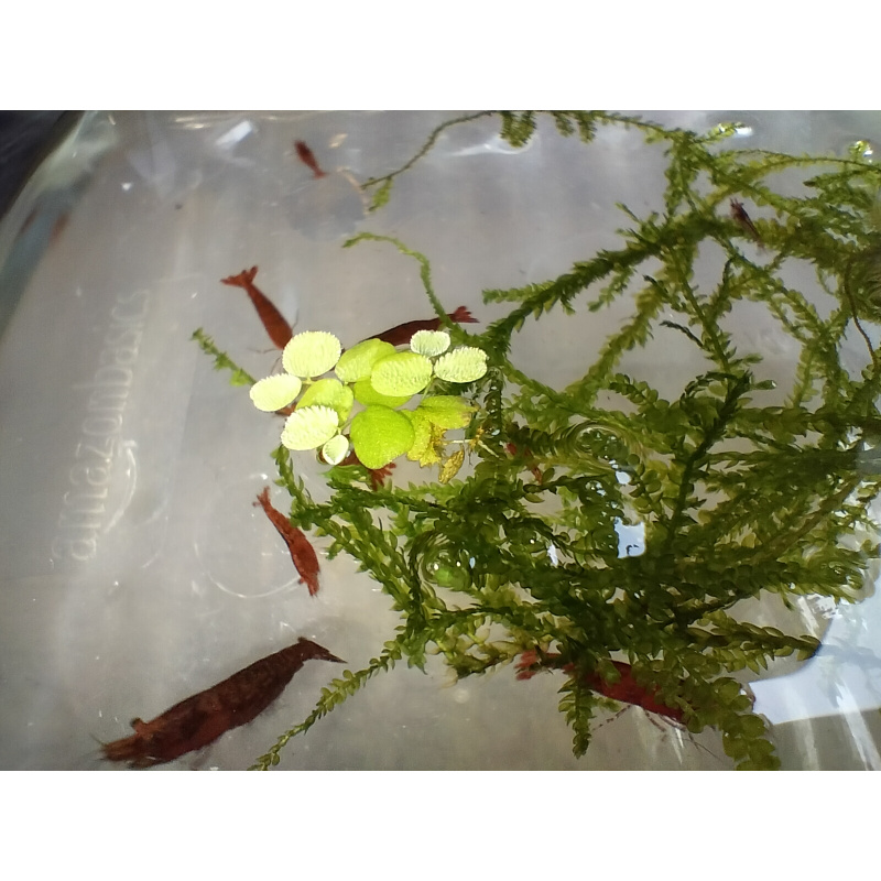 10x + 2 free DOA Red Cherry Shrimp + Free Moss