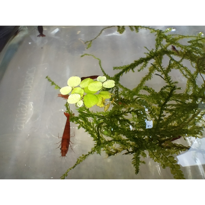 10x + 2 free DOA Red Cherry Shrimp+ Free Moss