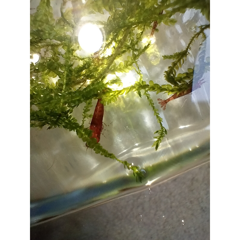 10x + 2 free DOA Red Cherry Shrimp + Free Moss