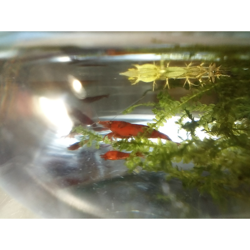 10x + 2 free DOA Red Cherry Shrimp+ Free Moss