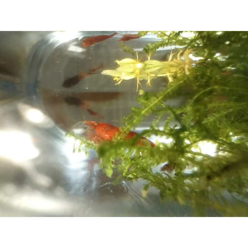 10x + 2 free DOA Red Cherry Shrimp + Free Moss