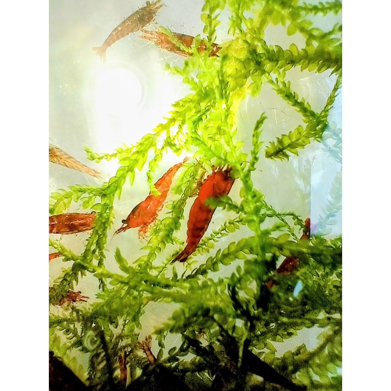 10x + 2 free DOA Red Cherry Shrimp+ Free Moss