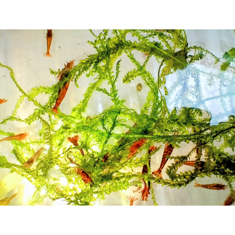 10x + 2 free DOA Red Cherry Shrimp+ Free Moss