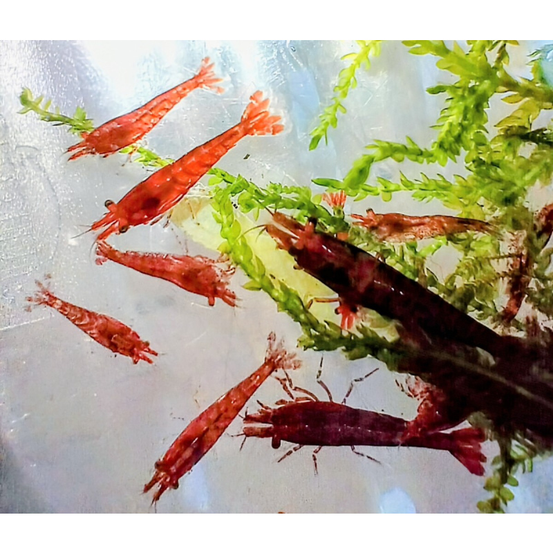 10x + 2 free DOA Red Cherry Shrimp + Free Moss