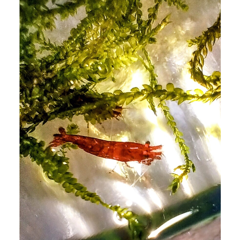 10x + 2 free DOA Red Cherry Shrimp+ Free Moss