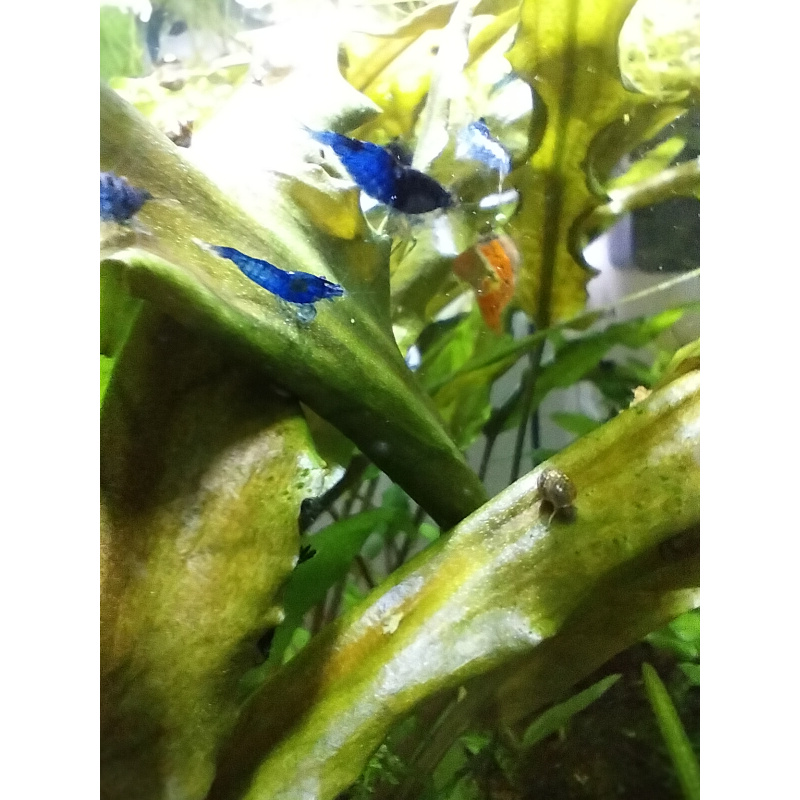 10x + 2 free DOA Blue Velvets + Free Moss