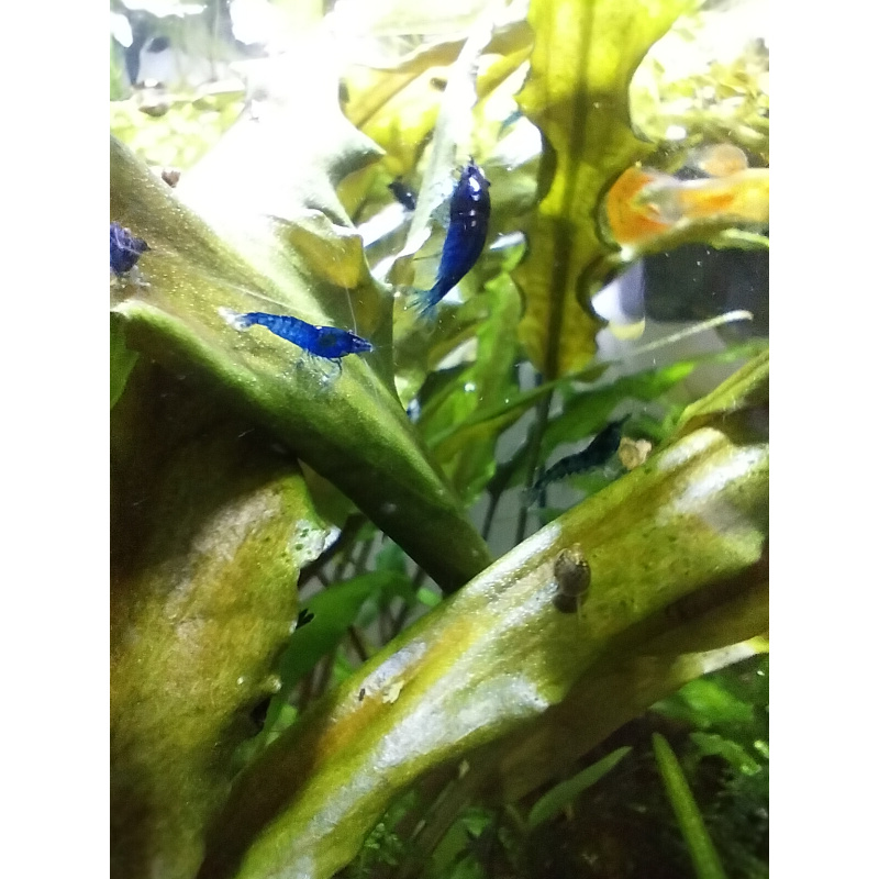 10x + 2 free DOA Blue Dreams + Free Moss