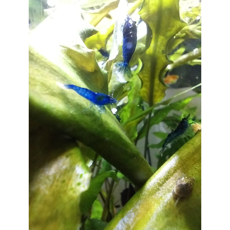 10x + 2 free DOA Blue Dreams + Free Moss