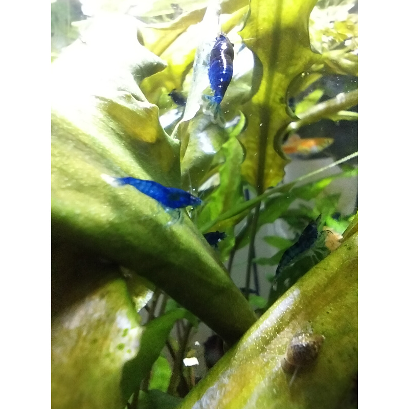 10x + 2 free DOA Blue Dreams + Free Moss