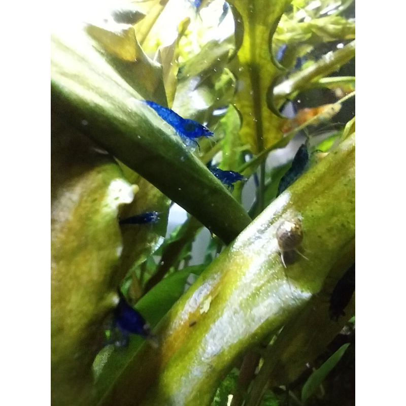 10x + 2 free DOA Blue Velvets + Free Moss