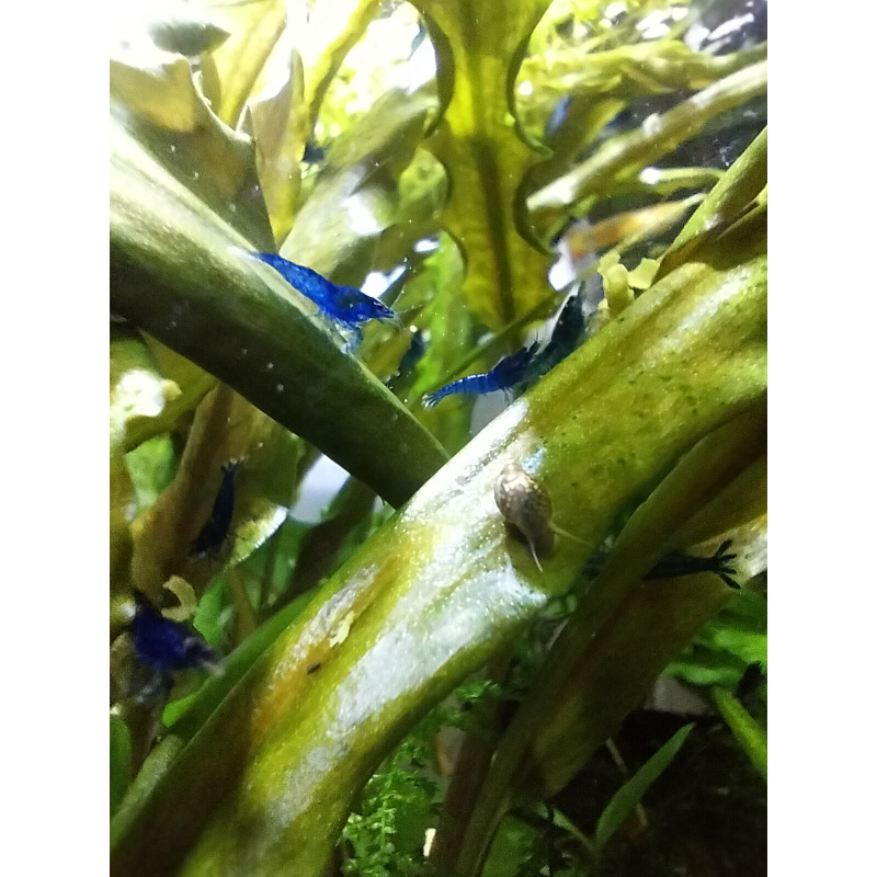 10x + 2 free DOA Blue Velvets + Free Moss