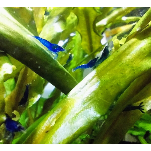 10x + 2 free DOA Blue Dreams + Free Moss