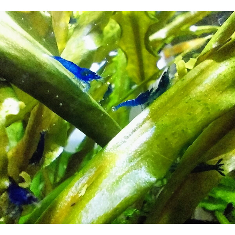 10x + 2 free DOA Blue Dreams + Free Moss