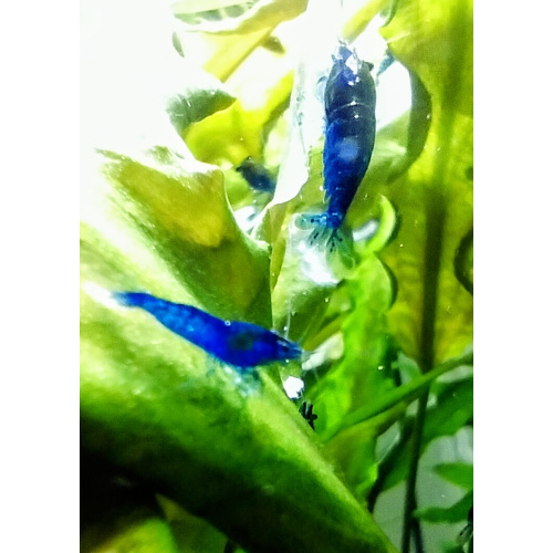 10x + 2 free DOA Blue Dreams + Free Moss