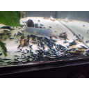 10x Blue Shrimps Various deals available
