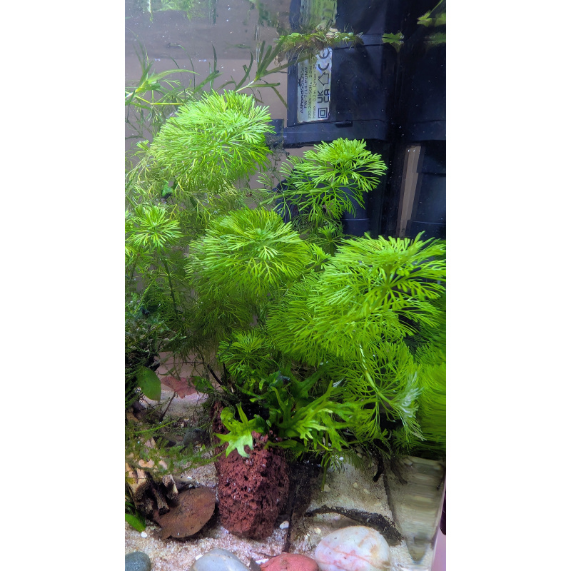 6x Limnophilia Sessiflora Stems