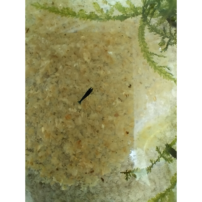 250G Snowflake shrimp food