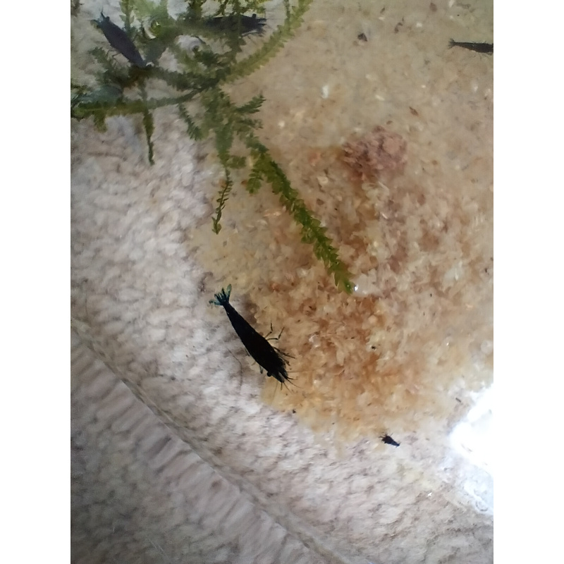 100G Snowflake shrimp food