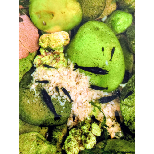 100G Snowflake shrimp food