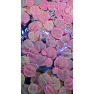 20 Red Root Floaters