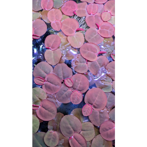 20 Red Root Floaters