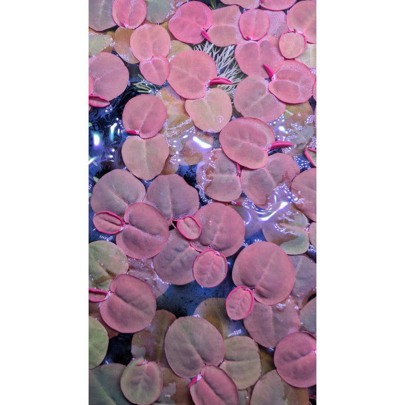 20 Red Root Floaters