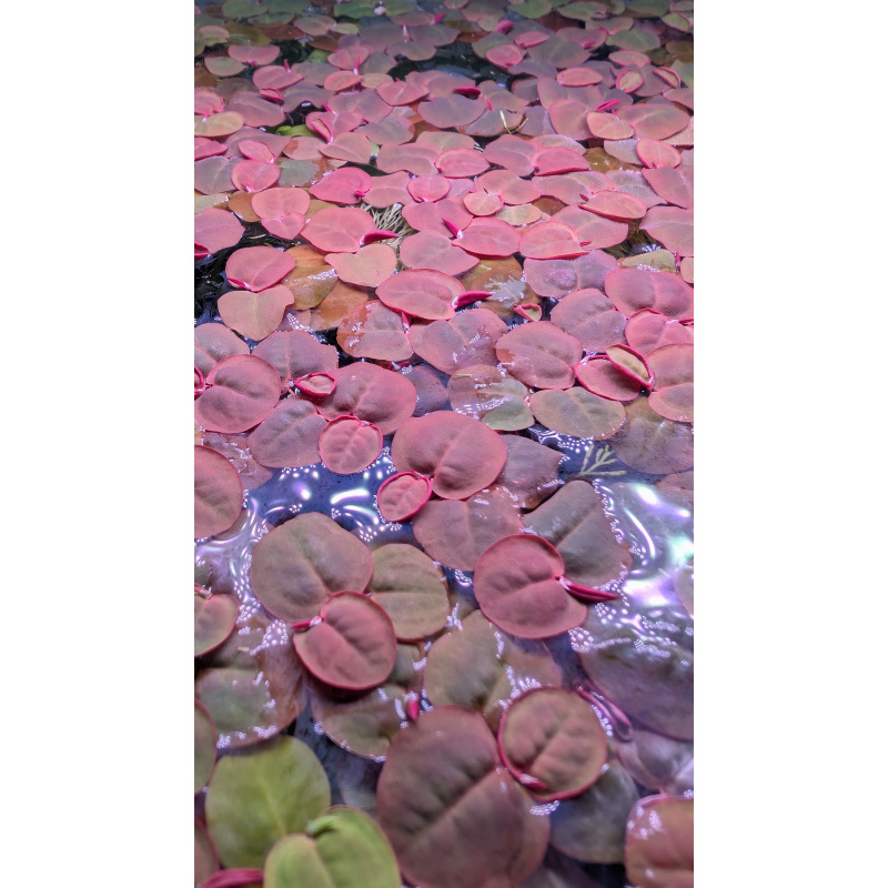 20 Red Root Floaters