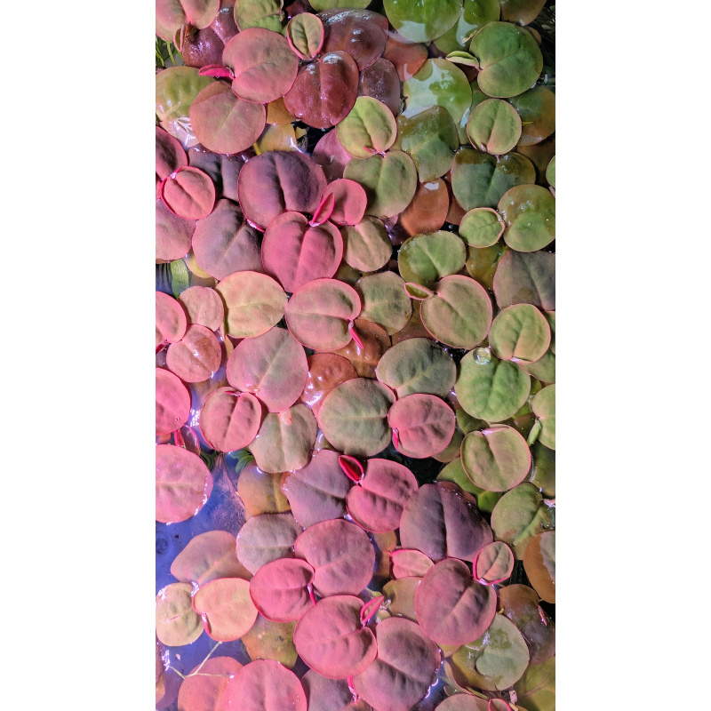 20 Red Root Floaters