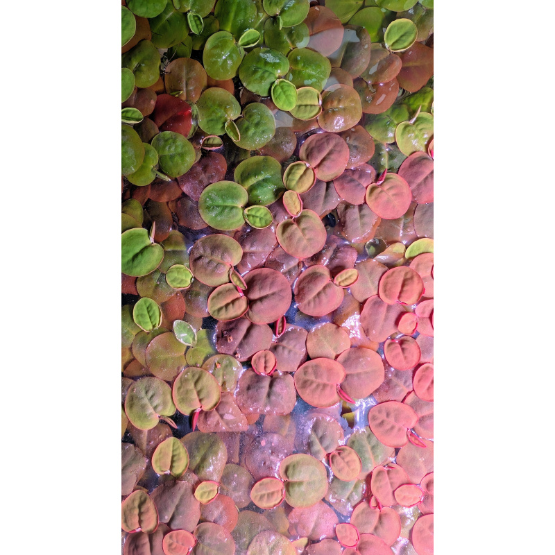 20 Red Root Floaters