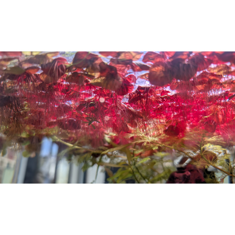 20 Red Root Floaters