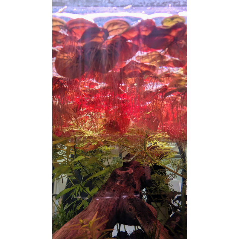 20 Red Root Floaters