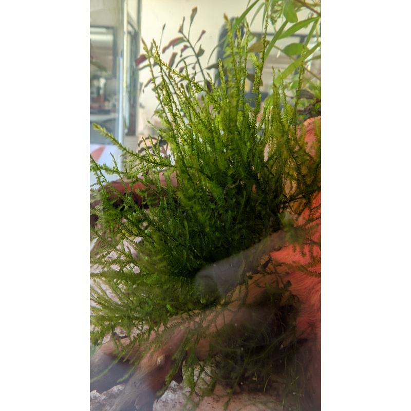 Peacock Moss (Spikey moss)