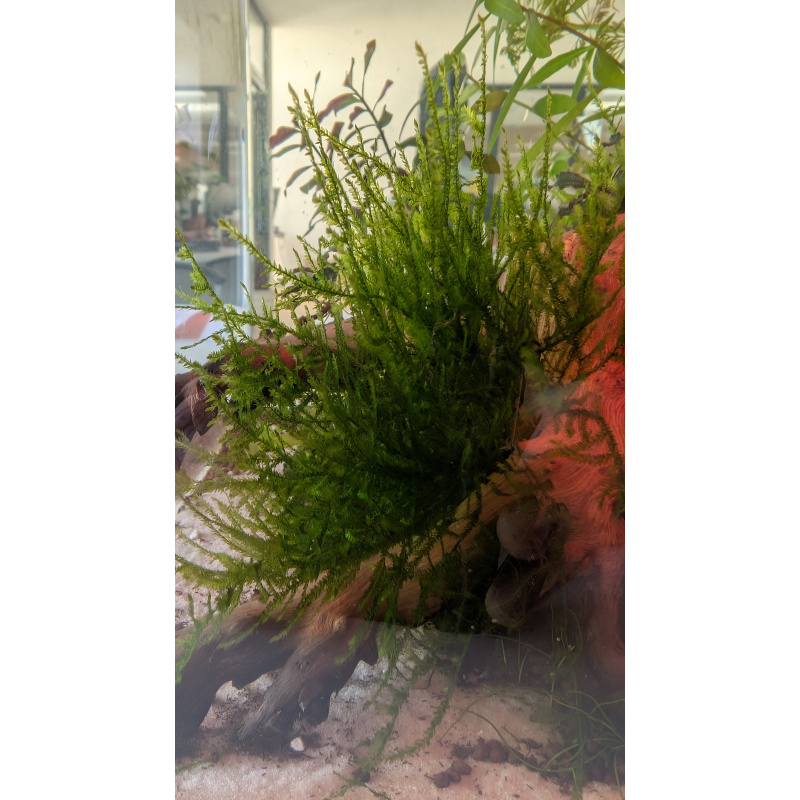 Peacock Moss (Spikey moss)