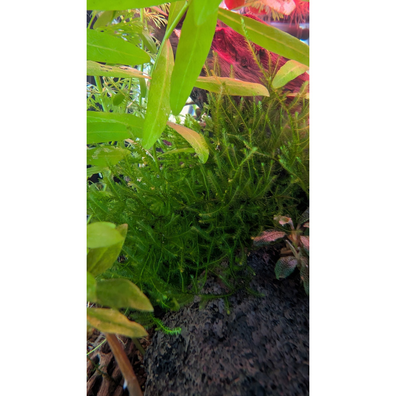 Peacock Moss (Spikey moss)