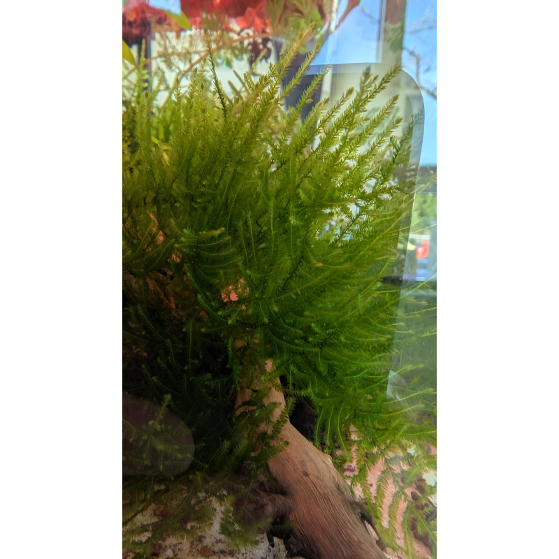 Peacock Moss (Spikey moss)